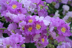 Lagerstroemia reginae